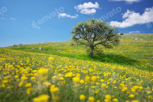 Preview: Tree and yellow flowers in mountain meadow