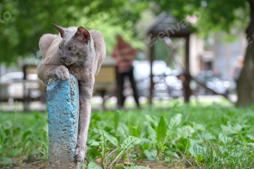 Preview: Big gray angry looking Sphinx breed stray cat resting