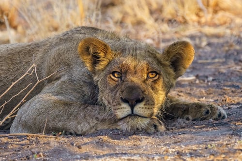 Preview: a close up of a lion cub lying on the ground, Central Kalahari Game Reserve, Piper Pan