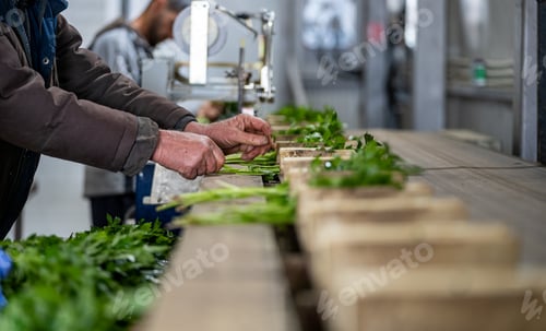 Preview: Closeup of people working on herbs in a manufacturing facility