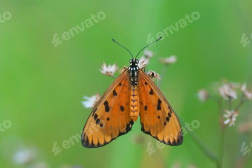 Preview: Tawny Coster Butterflies Sitting on a Flower