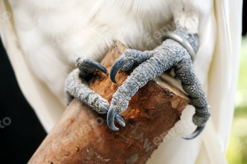Preview: Cockatoo Feet Stand on Tree Branch
