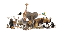 Preview: Large group of wild zoo animals posing together on transparent background