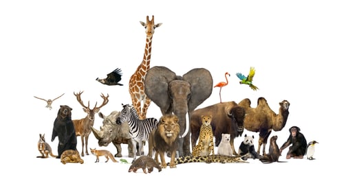 Preview: Large group of wild zoo animals posing together on transparent background