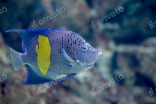 Preview: Yellowband angelfish or Pomacanthus maculosus