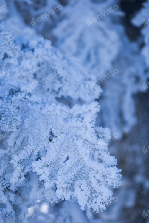Preview: Scenic winter landscape with snowy fir trees. Winter postcard.