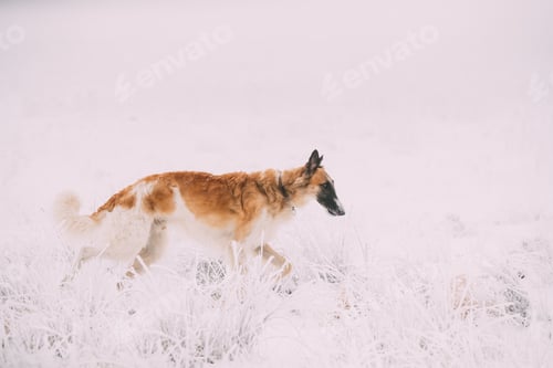 Preview: Russian Wolfhound Hunting Sighthound Russkaya Psovaya Borzaya Do