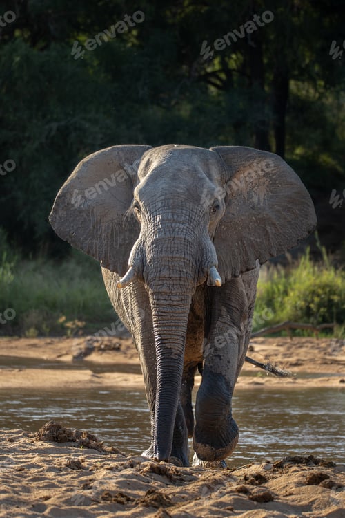 Preview: An elephant, Loxodonta africana, walks through a sandy river bed, direct gaze