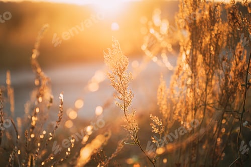 Preview: Close Up Summer Dry Autumn Grass In Sunset Sunrise Sunlight