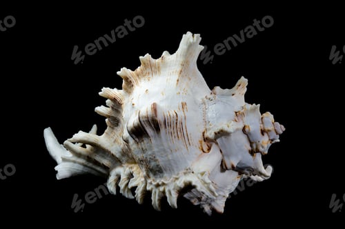 Preview: Ramose Murex Shell on black background