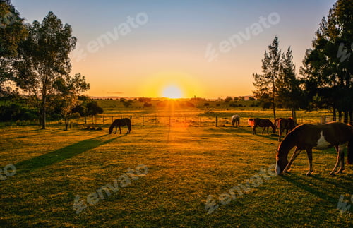 Preview: Horses on a farm at sunset.