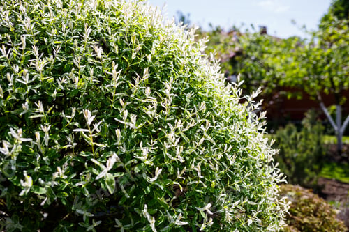 Preview: Landscaping of the courtyard for a country house, a solution for the design of the territory