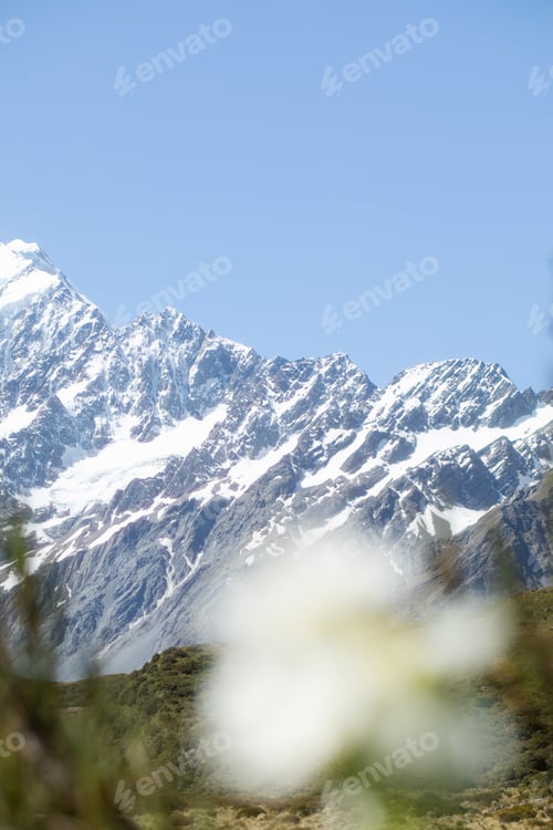 Preview: Landscape of a snowy mountain, blue sky and a flower out of focus. Aoraki, New Zealand. Travel
