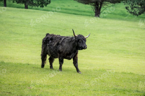 Preview: Black highland cow in a green meadow.