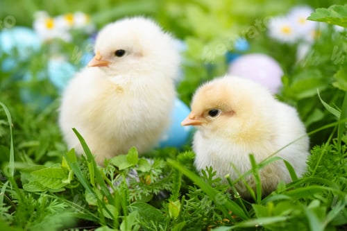 Preview: Little chickens with colorful painted Easter eggs on green grass
