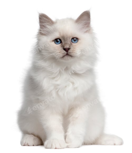 Preview: Birman kitten, 10 weeks old, sitting in front of white background