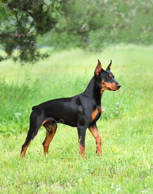 Preview: Beautiful tan-and-black German Pinscher