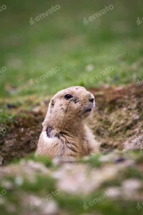 Preview: black tailed prairie dog (Cynomys ludovicianus)