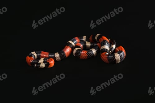 Preview: Pueblan milk snake
