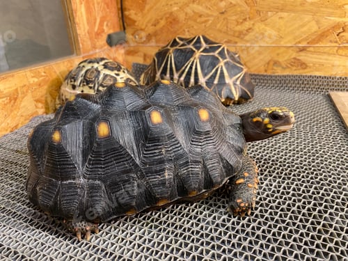 Preview: Exotic tortoise pet