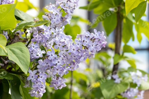 Preview: Beautiful branch of lilac in green leaves