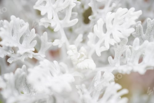 Preview: White Plant Silverdust