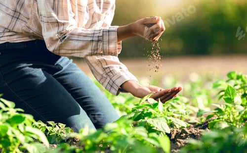Preview: Agriculture, soil and farmer hands with environment, ecology and green, outdoor plant and farming.