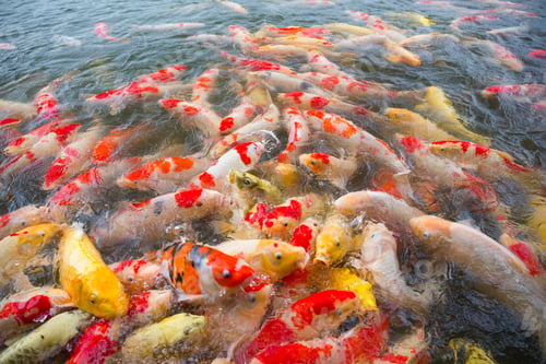 Preview: Feeding fish in koi pond outdoor garden