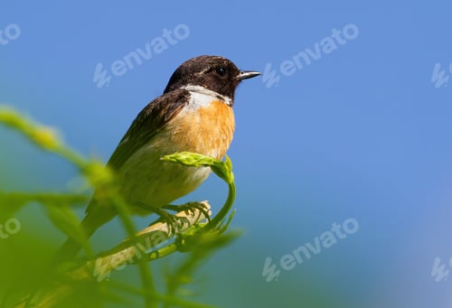 Preview: European stonechat, Saxicola rubicola. The bird sits on a branch against the blue sky
