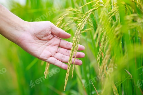 Preview: Hand of agriculturist touching golden ears of rice in the paddy field. Agriculture and harvesting fa