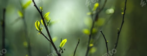 Preview: fresh green tea leaves in nature