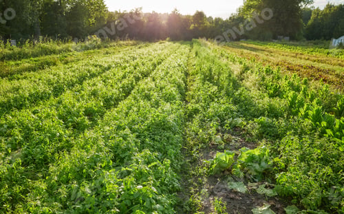 Preview: Photo of an organic vegetable farm at sunset, selective focus.
