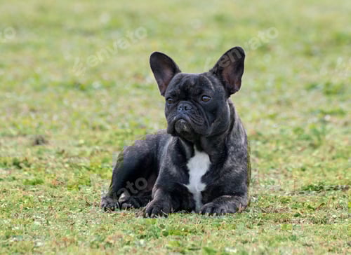 Preview: french bulldog in nature