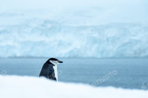 Preview: Chinstrap penguin on the ice in the daylight in Antarctica with a blurry background