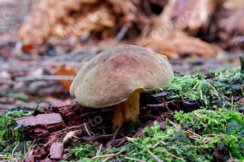 Preview: Wild mushroom growing in a forest
