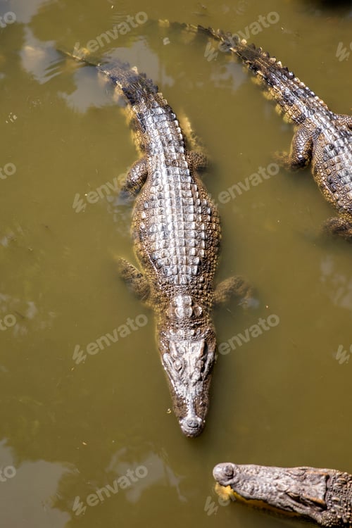 Preview: Siamese crocodiles Mekong delta in Vietnam