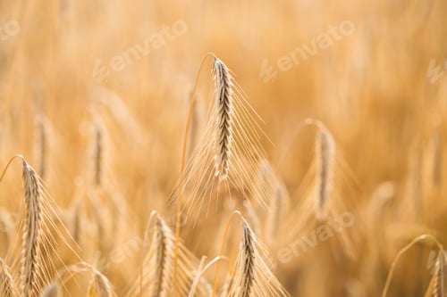 Preview: Wheat field. Ears of golden wheat close up
