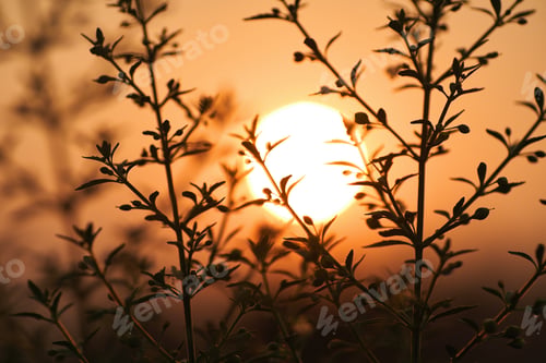 Preview: The silhouettes plant with the sun