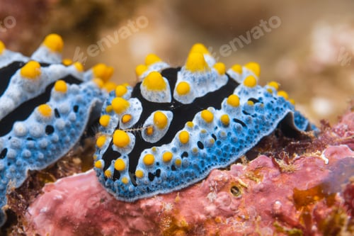 Preview: two beautiful nudibranchs on a coral, macro shot