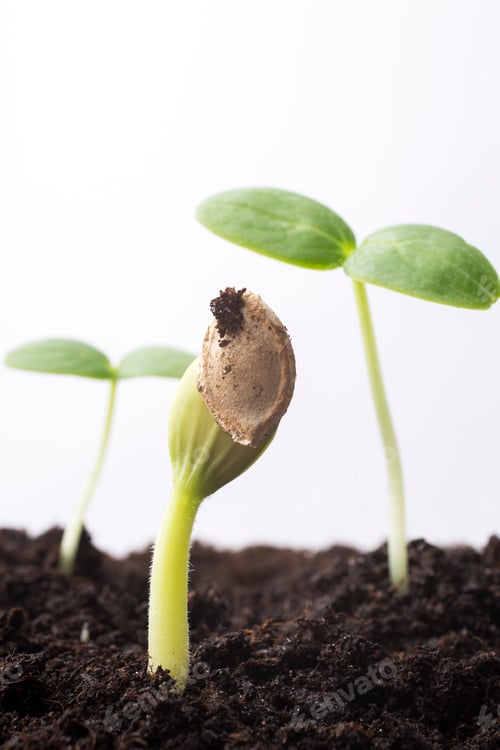 Preview: From seeds grown young seedlings.