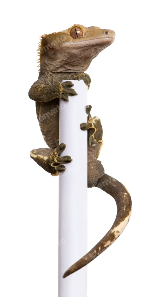 Preview: New Caledonian Crested Gecko climbing white pole against white background