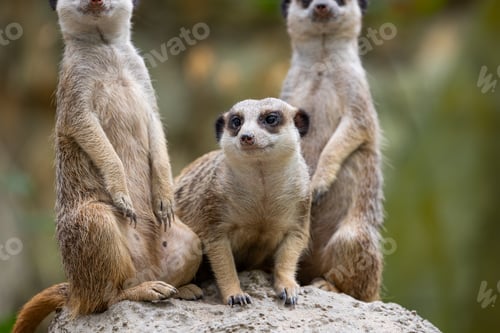 Preview: Group of Meerkat and stand on the rock