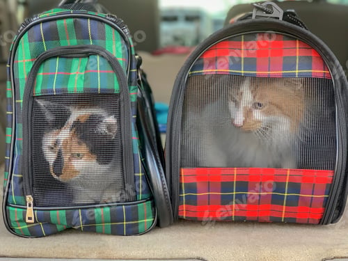 Preview: Cats in soft sided carriers in the car