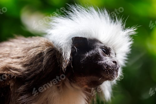 Preview: The cotton-top tamarin (Saguinus oedipus), monkey closeup portrait