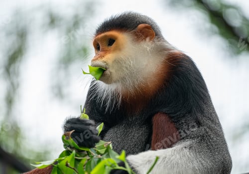 Preview: behavior of red shanked Douc Langur (Pygathrix nemaeus)