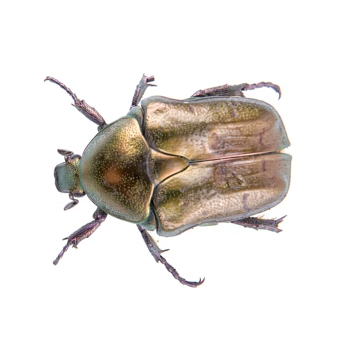 Preview: Big bronze bug on a white background