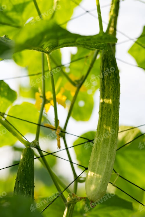 Preview: cucumber
