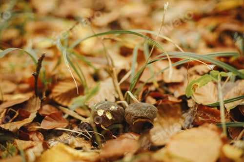 Preview: Beautiful mushrooms with brown cap in autumn leaves in sunny autumn woods. Edible xerocomus mushroom