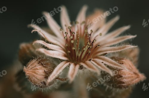 Preview: Sedum Macro Center