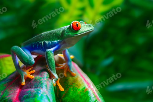 Preview: Red Eyed Tree Frog